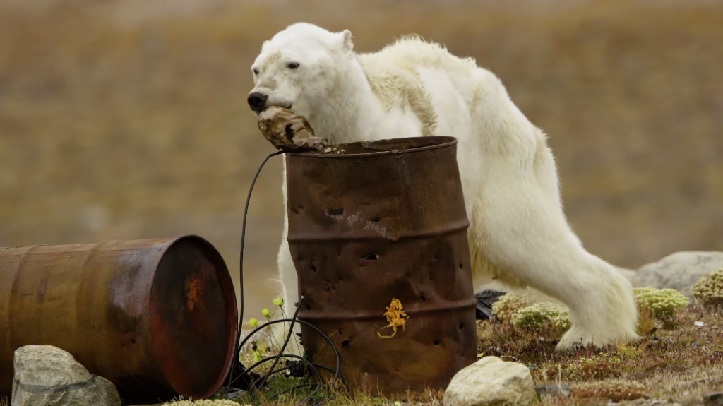 Le Web S Emeut Devant Cet Ours Polaire Victime Du Rechauffement Climatique Vonjour