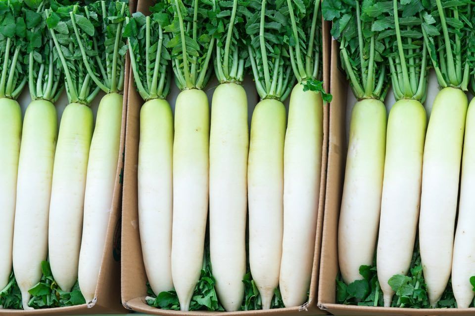 「大根」の画像検索結果