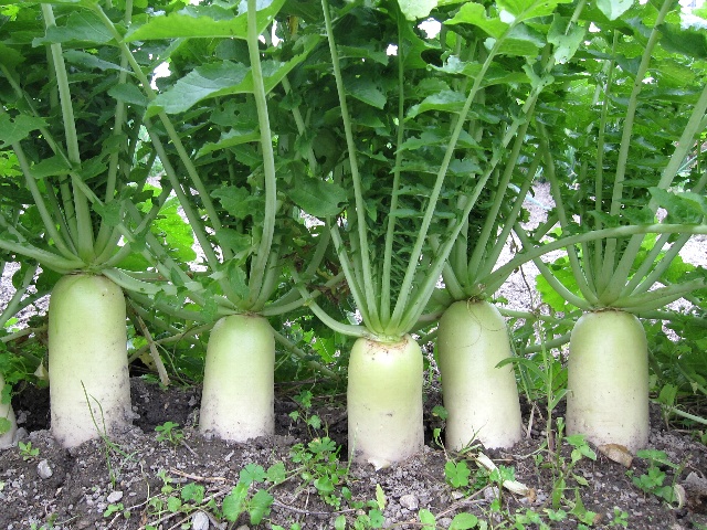 Image result for 大根