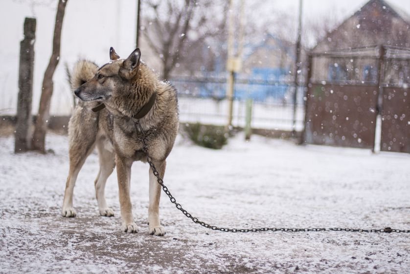 _dog_tethered_outside_snow-jpg-838x0_q80