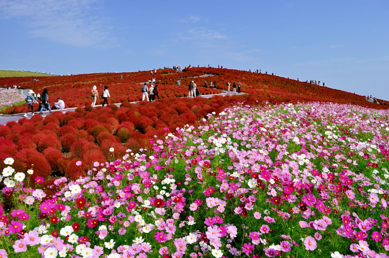 「国営ひたち海浜公園」の画像検索結果