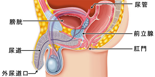 Image result for 前立腺