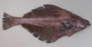 karasugarei
