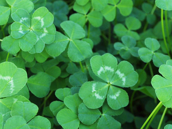 四つ葉のクローバー에 대한 이미지 검색결과