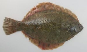 makogarei
