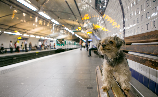 Image result for パリときどきバブー