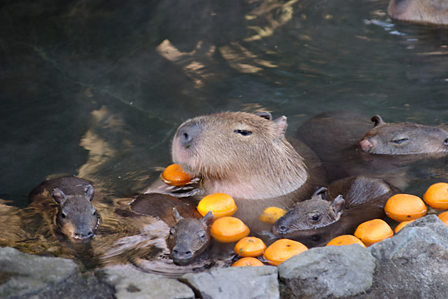 Image result for お風呂　柑橘