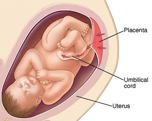 Image result for The umbilical cord or navel-string or birth cord connects the fetus to the placenta.