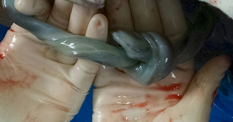 Image result for azathothfrog