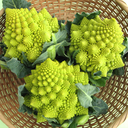 Image result for ロマネスコ