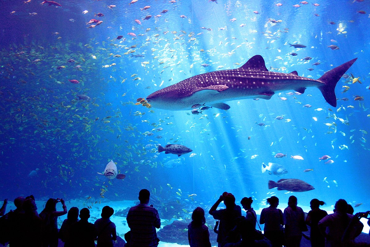 都内 水族館 デート おすすめ 交際