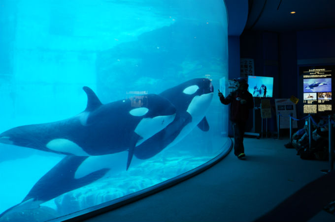 名古屋港水族館デートのコツ おすすめ周辺デートコースも紹介 Hachibachi