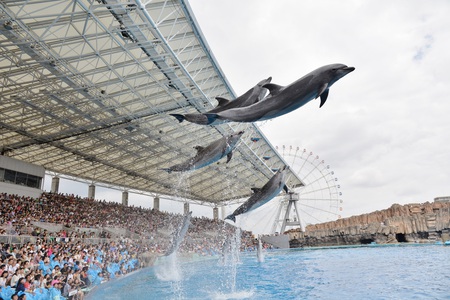 名古屋港水族館에 대한 이미지 검색결과