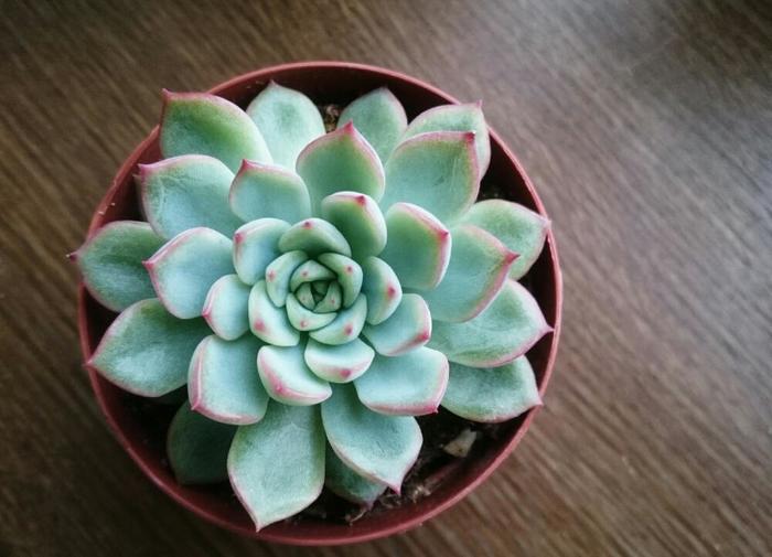 多肉植物
