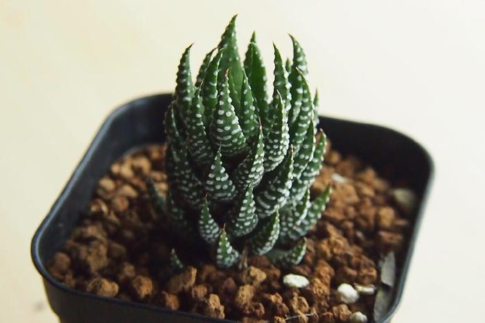 多肉植物