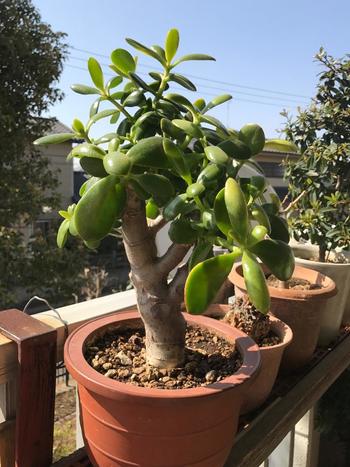 多肉植物