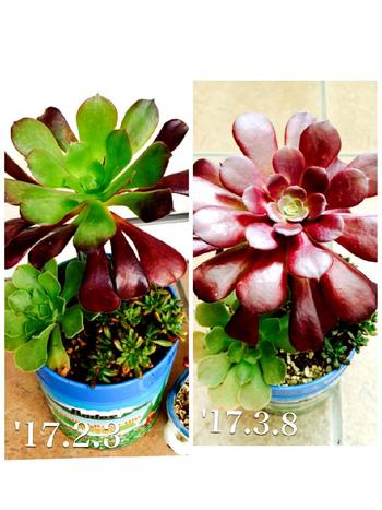 多肉植物
