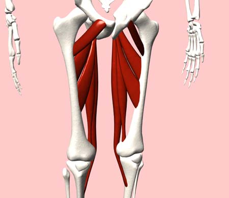 内転筋,痛み에 대한 이미지 검색결과