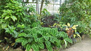 plants_conservatory