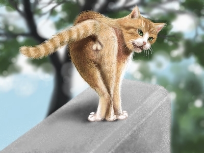 Image result for 金玉　ねこ