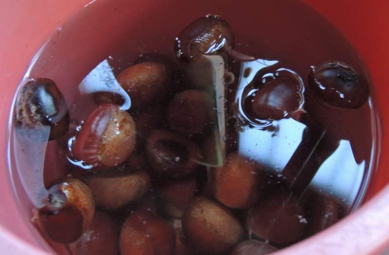 Image result for 栗 実を水