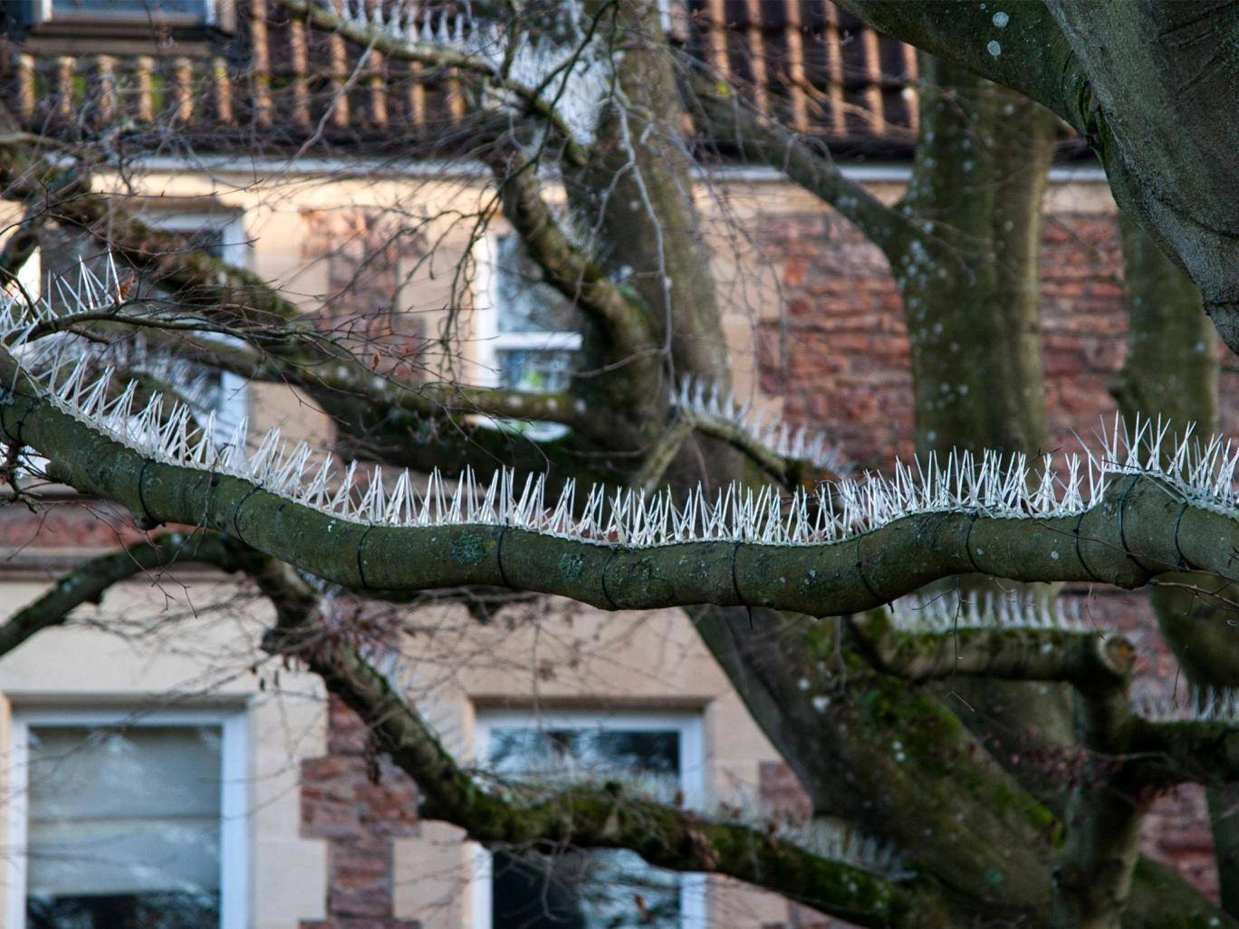 tree-spike-1