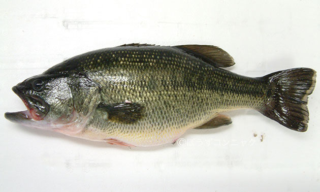 Image result for ブラックバス