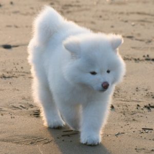 101208-3_k205984-thumb-320x320-17586