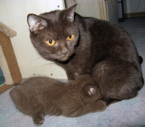 3583438734_1bd0947094_z