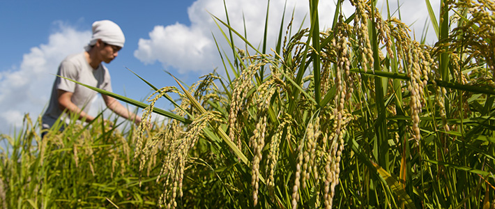 農業에 대한 이미지 검색결과