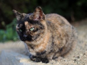 4c917ee3091ec6e5551bb50dea1513b1