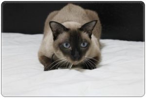 526578d4dba165fd6af172b278c2122a_s-300x202