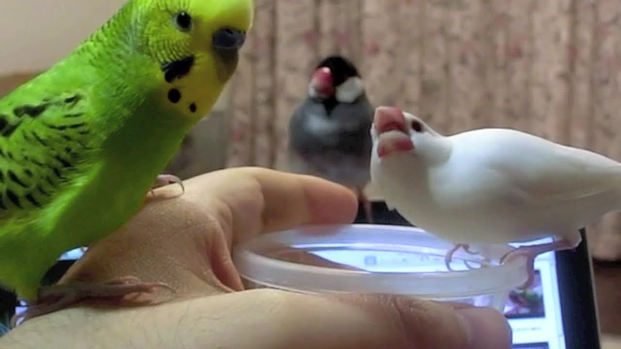 文鳥　インコ에 대한 이미지 검색결과