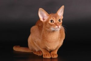 9441c17419eefea85beca8ef5d5a44f8