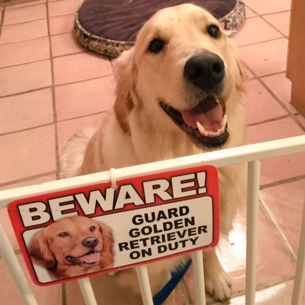 Beware Of Dog! Calvin May Lick You To Death!