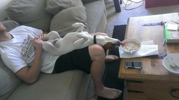 I Was Wrestling With My Dog And Forgot That He Never Misses An Opportunity To Eat