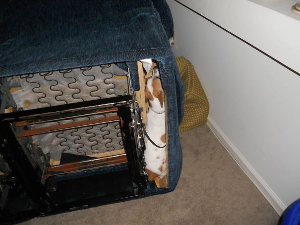 Our Dog Was Hiding Under The Sofa, So We Had To Turn It On It