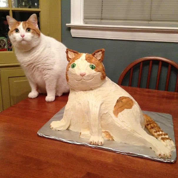 It's A Good Thing Cats Don't Care About Cake It
