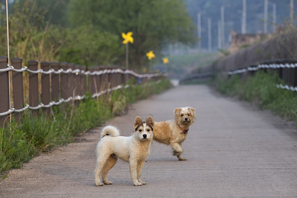 Dog, Couple, Road