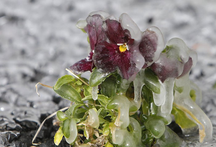 O gelo cobre A Pansy Ice Covers A Pansy