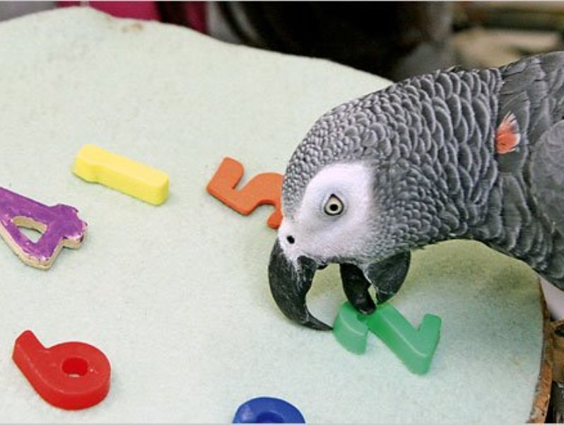 alexparrot