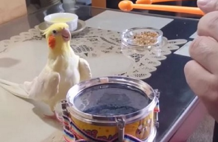 incrível-drumming-cockatiel-bird-2
