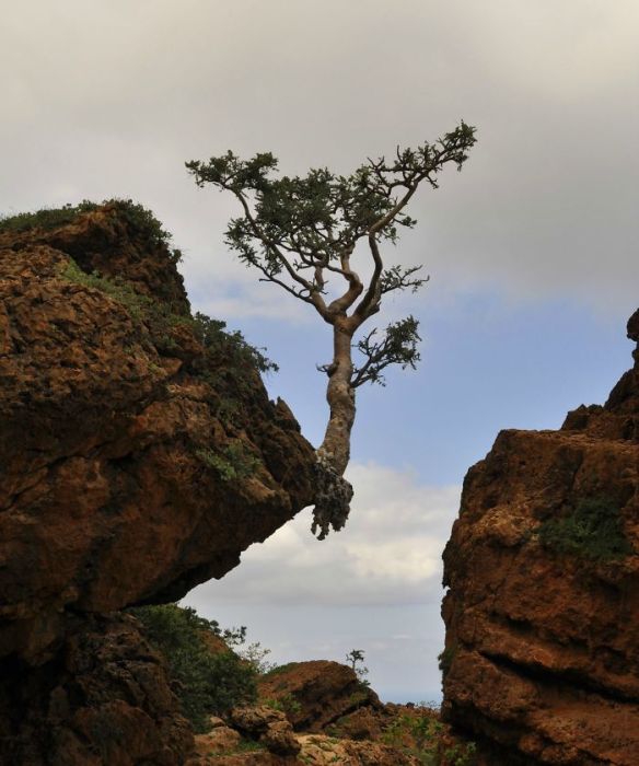 Amazing Trees That Refuse To Die