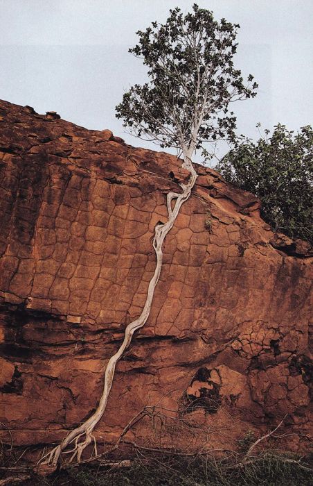 Amazing Trees That Refuse To Die
