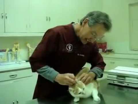 猫 医者에 대한 이미지 검색결과