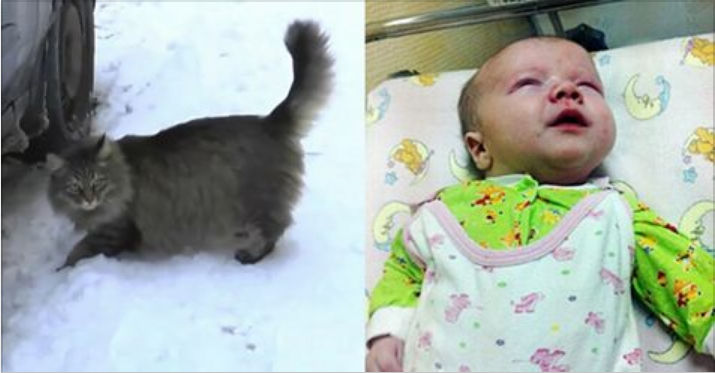 gato-salva-infantil-1