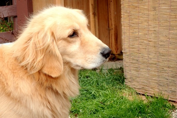 ゴールデンレトリバー,性格에 대한 이미지 검색결과