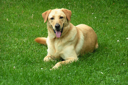 ゴールデンレトリバー,性格에 대한 이미지 검색결과