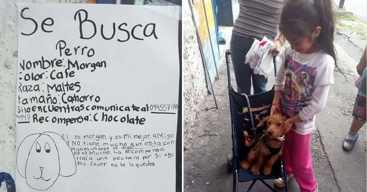 Una Pequena Perdio A Su Cachorro Y Subio Un Cartel A Facebook Para