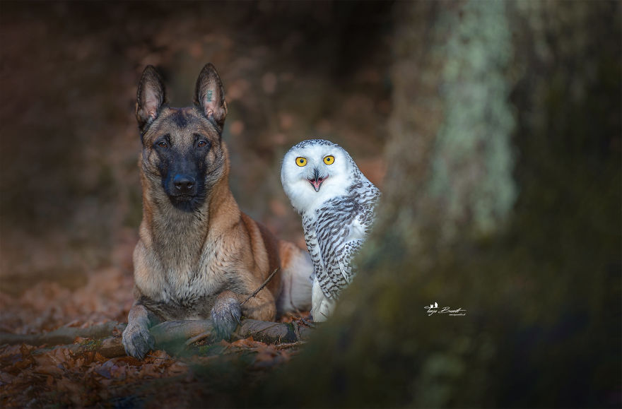dogowl13
